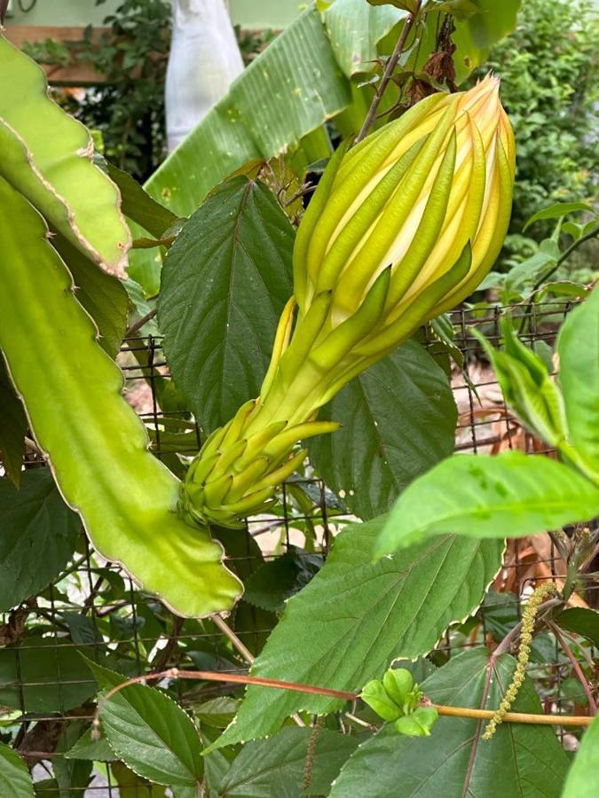 Lily Pad षाले *
