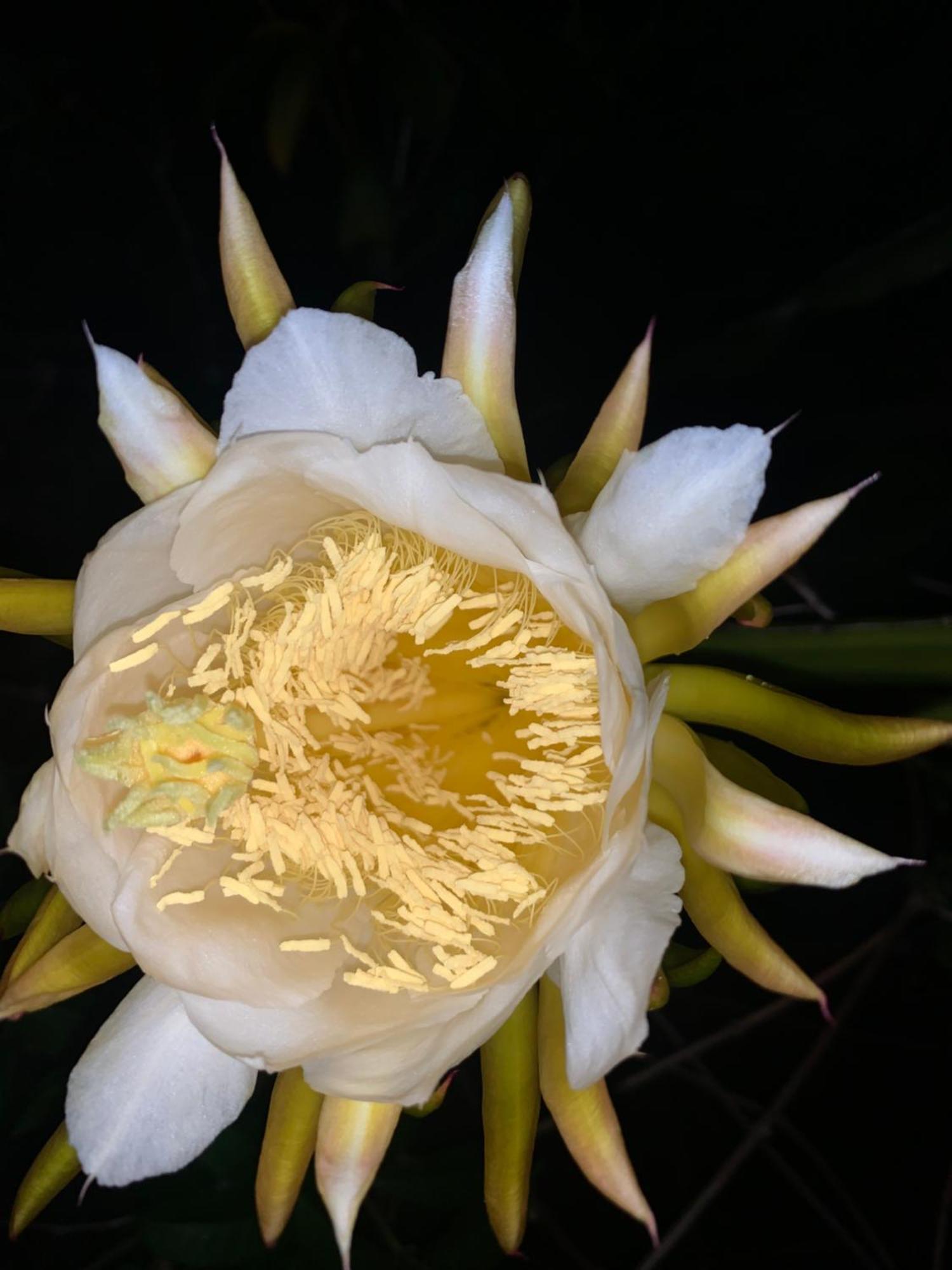 षाले Lily Pad