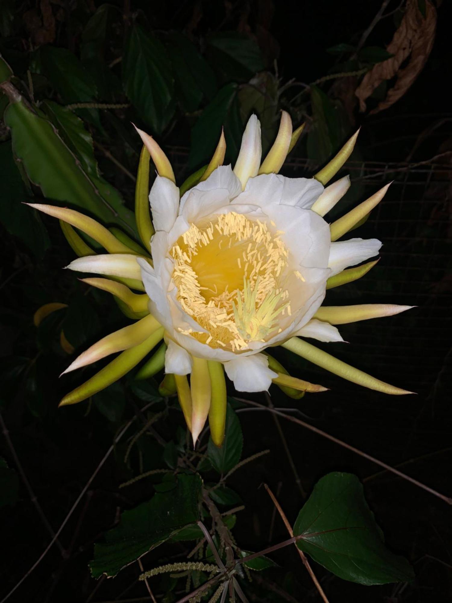 Lily Pad Bambou